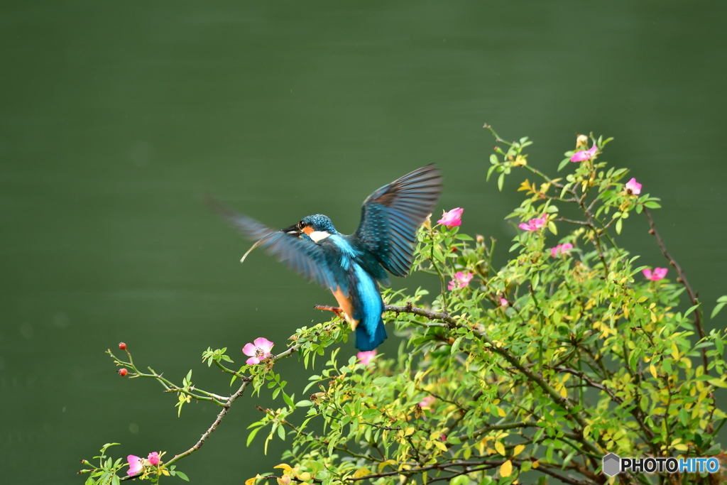 野バラとカワセミ