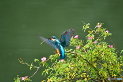 野バラとカワセミ