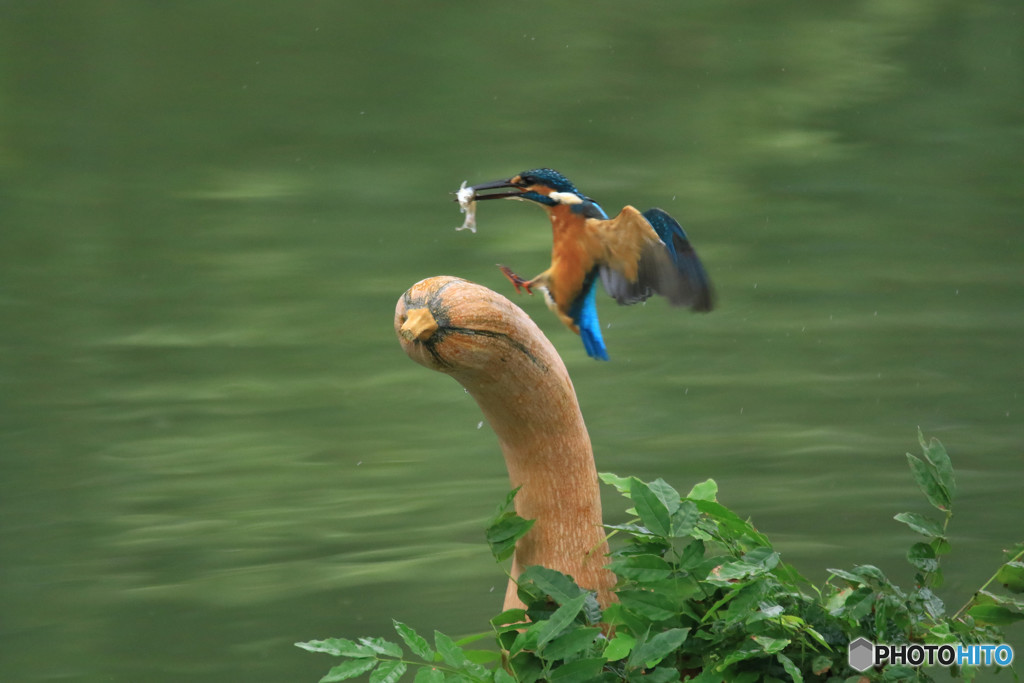 ヘチマカボチャとカワセミ