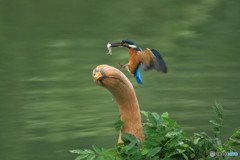 ヘチマカボチャとカワセミ