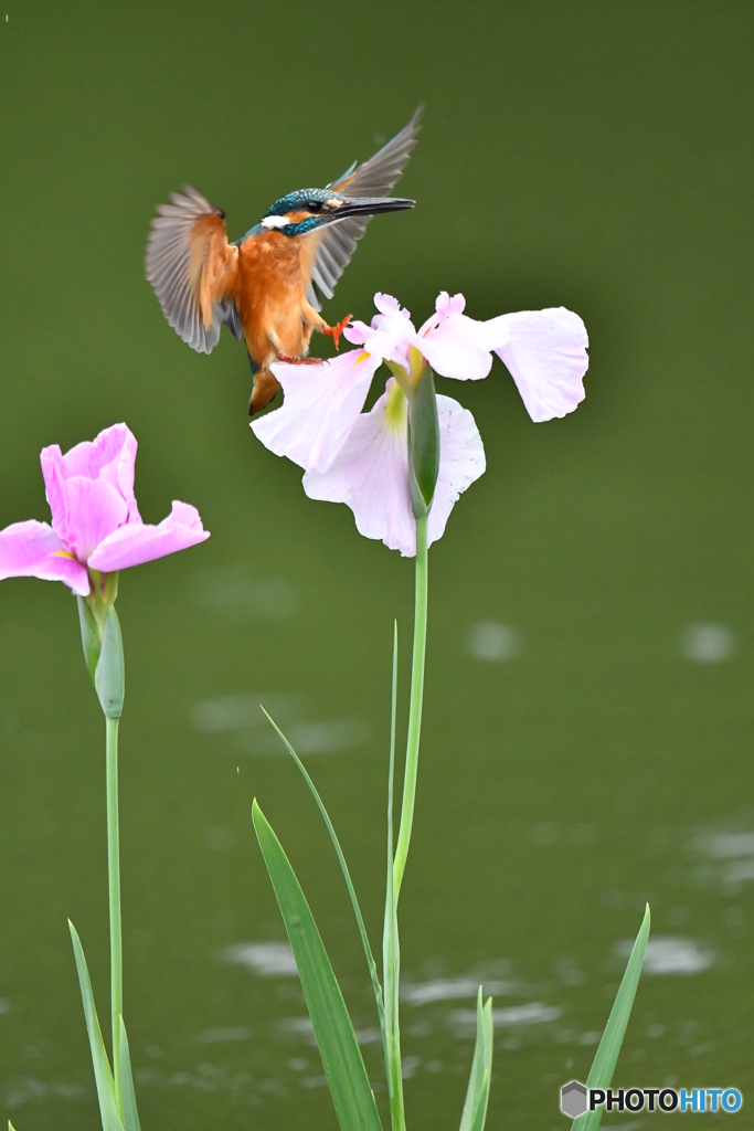 花ショウブとカワセミ