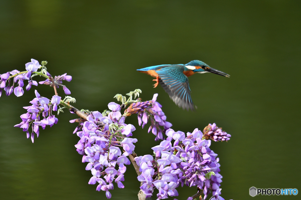 フジの花とカワセミ