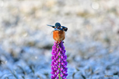 ルピナスとカワセミ