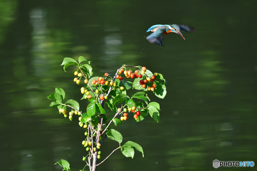 サクランボとカワセミ