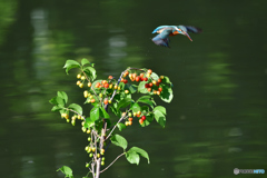 サクランボとカワセミ