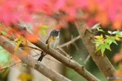 紅葉とルリビタキ