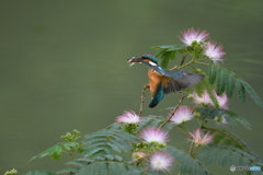 ネムノキとカワセミ