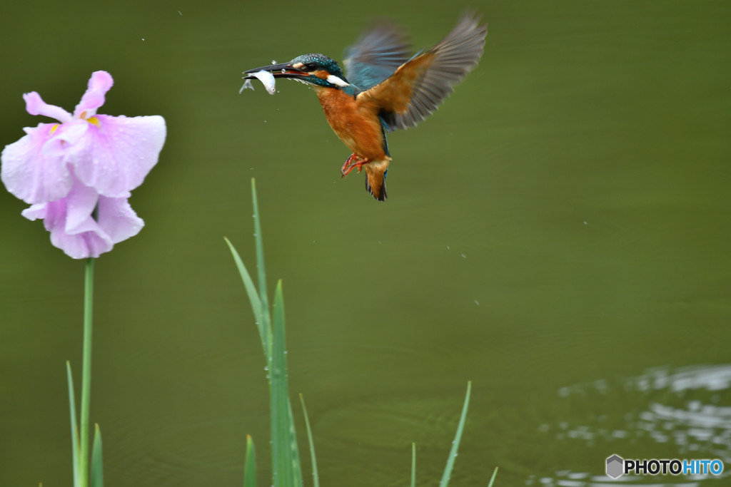 花ショウブとカワセミ
