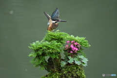 岩松とカワセミ