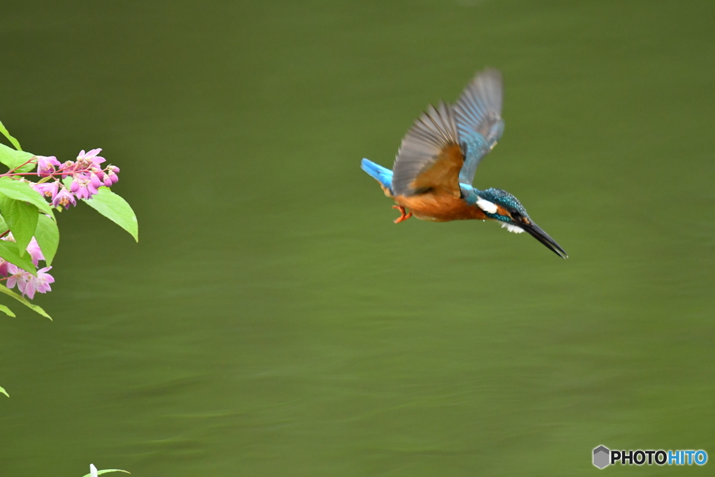 紅ウツギとカワセミ
