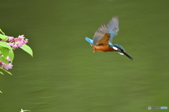 紅ウツギとカワセミ
