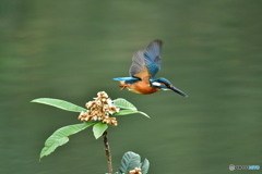 ビワの花とカワセミ