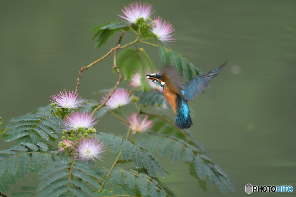 ネムノキとカワセミ