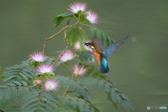 ネムノキとカワセミ