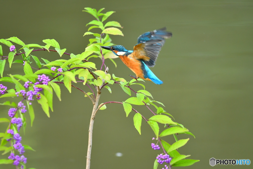 紫式部とカワセミ