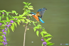 紫式部とカワセミ