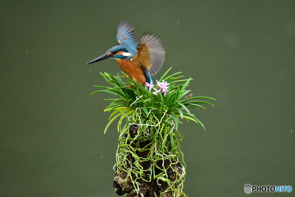 富貴蘭とカワセミ