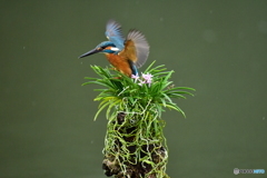 富貴蘭とカワセミ