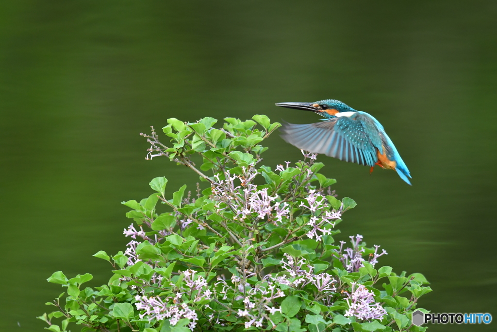 ライラックとカワセミ