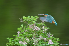 ライラックとカワセミ