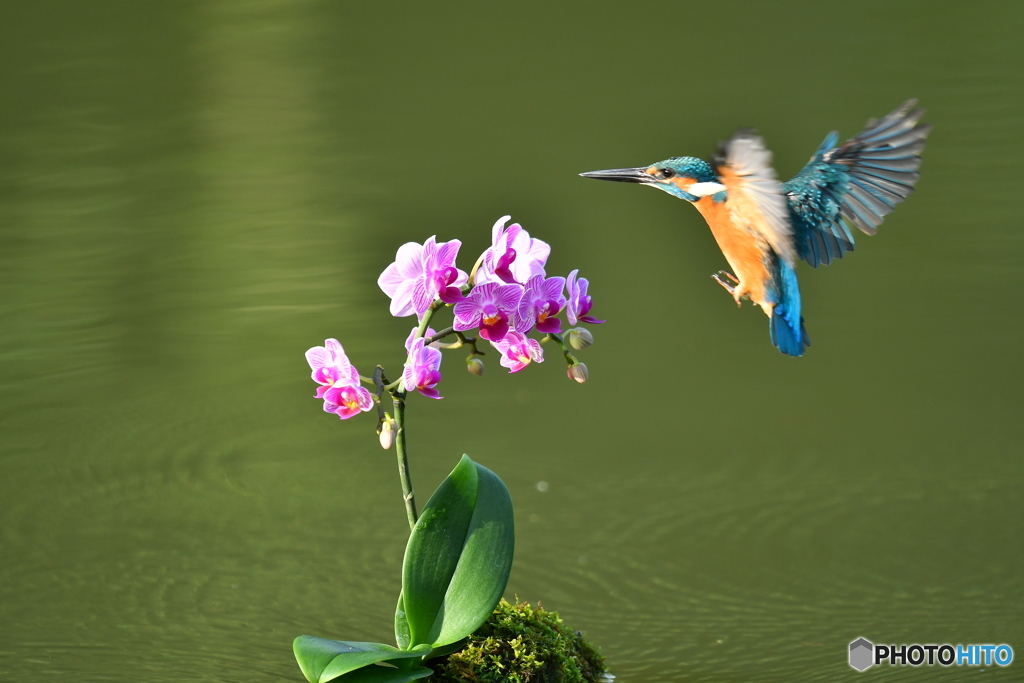 胡蝶蘭とカワセミ