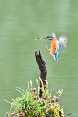 土筆とカワセミ