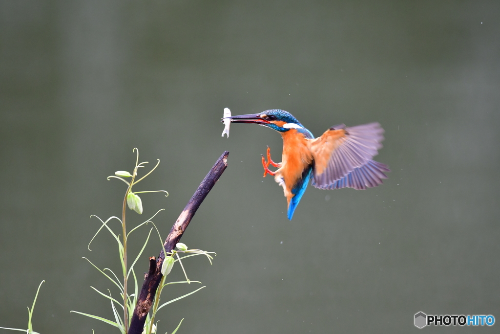 バイモユリとカワセミ