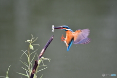 バイモユリとカワセミ