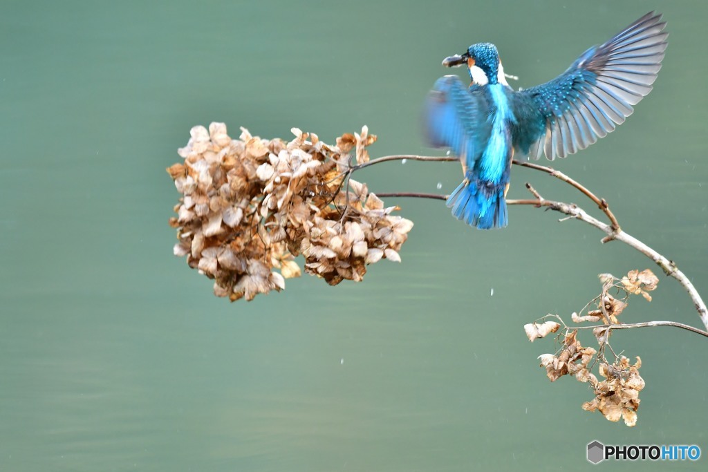 アジサイの枯れ花とカワセミ