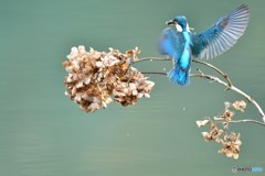 アジサイの枯れ花とカワセミ