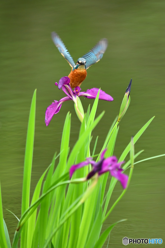カキツバタとカワセミ