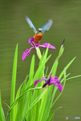 カキツバタとカワセミ