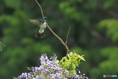 フジの花とオオルリ