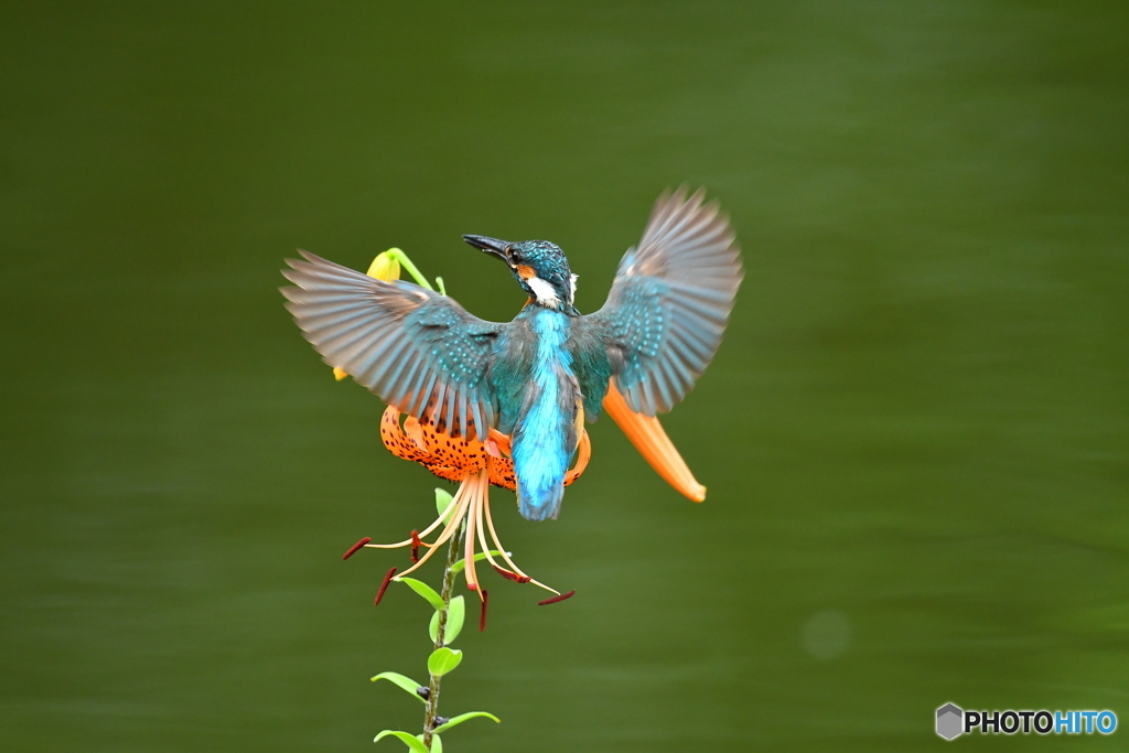オニユリとカワセミ
