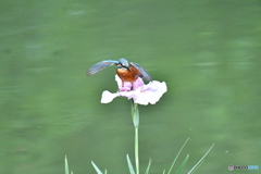 花ショウブとカワセミ