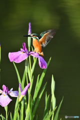 花ショウブとカワセミ