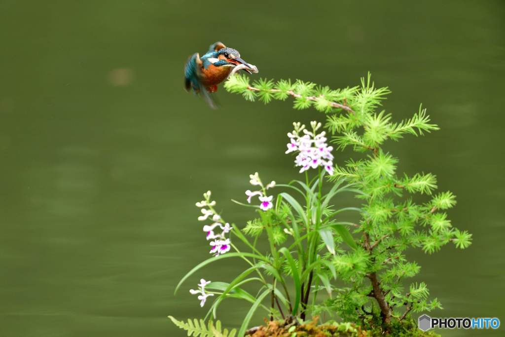 カラ松とカワセミ