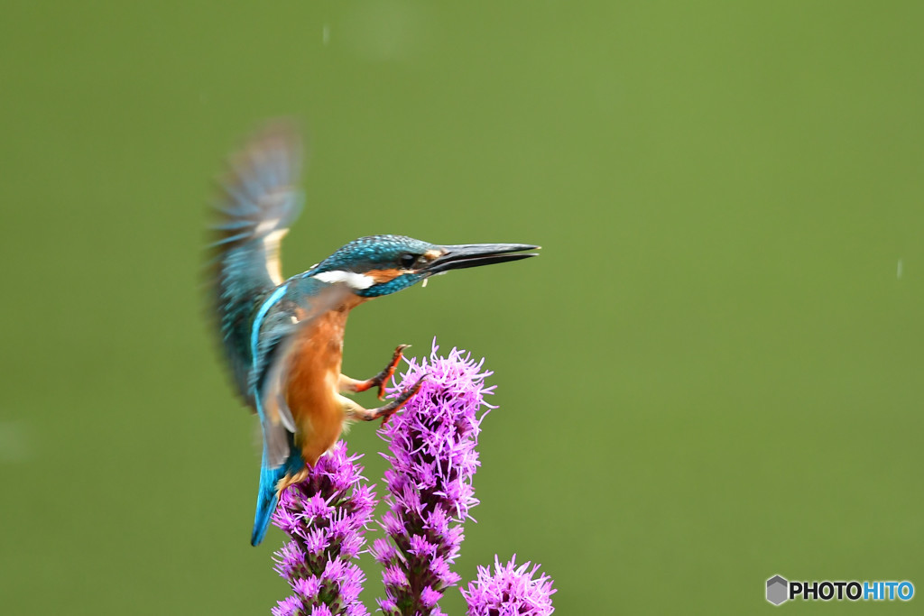 リアトリスとカワセミ