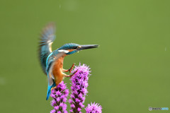 リアトリスとカワセミ