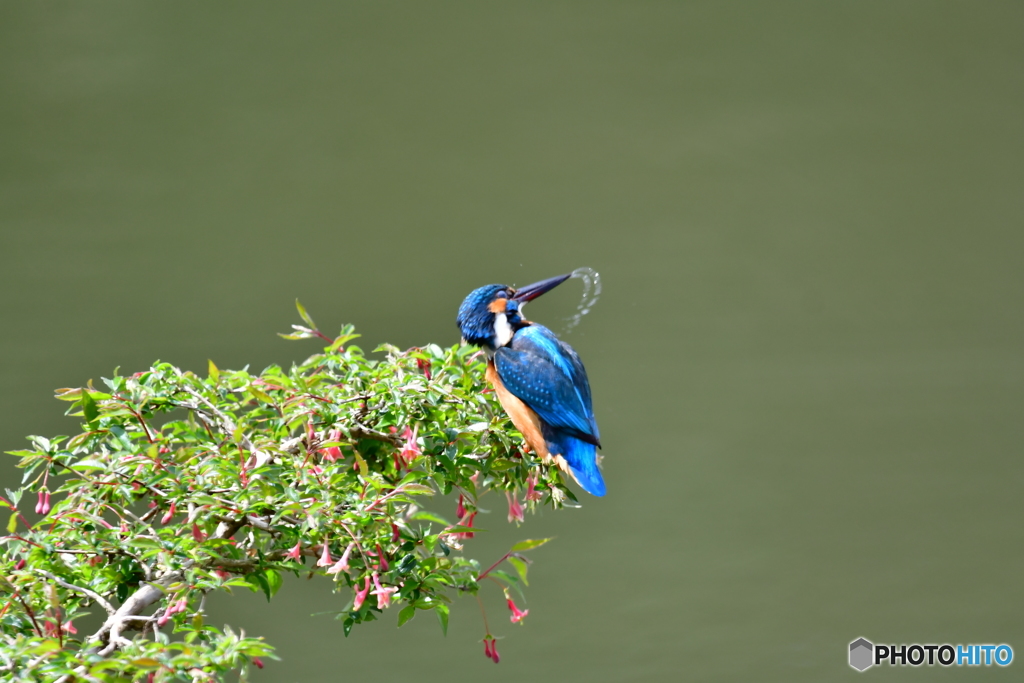 ウグイスカグラとカワセミ
