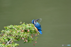 ウグイスカグラとカワセミ