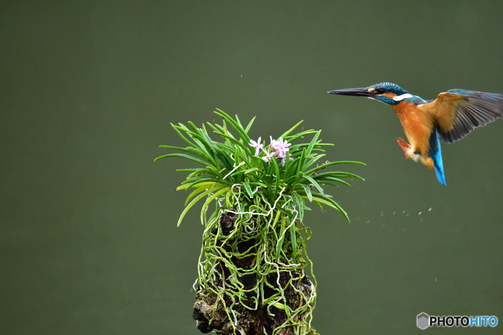 富貴蘭とカワセミ