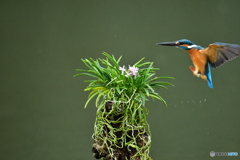 富貴蘭とカワセミ