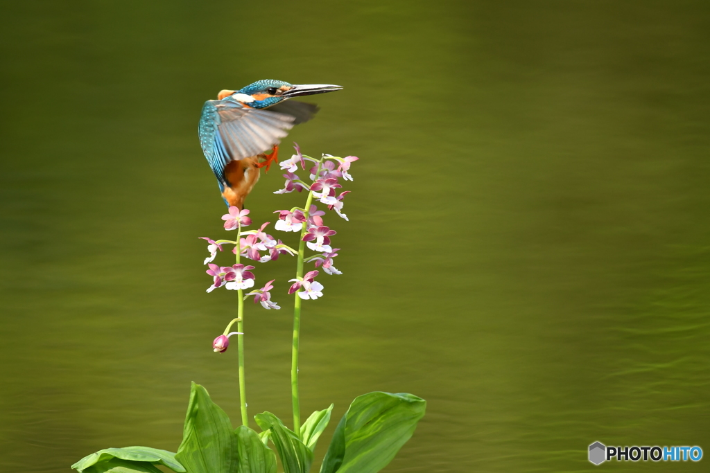 エビネとカワセミ