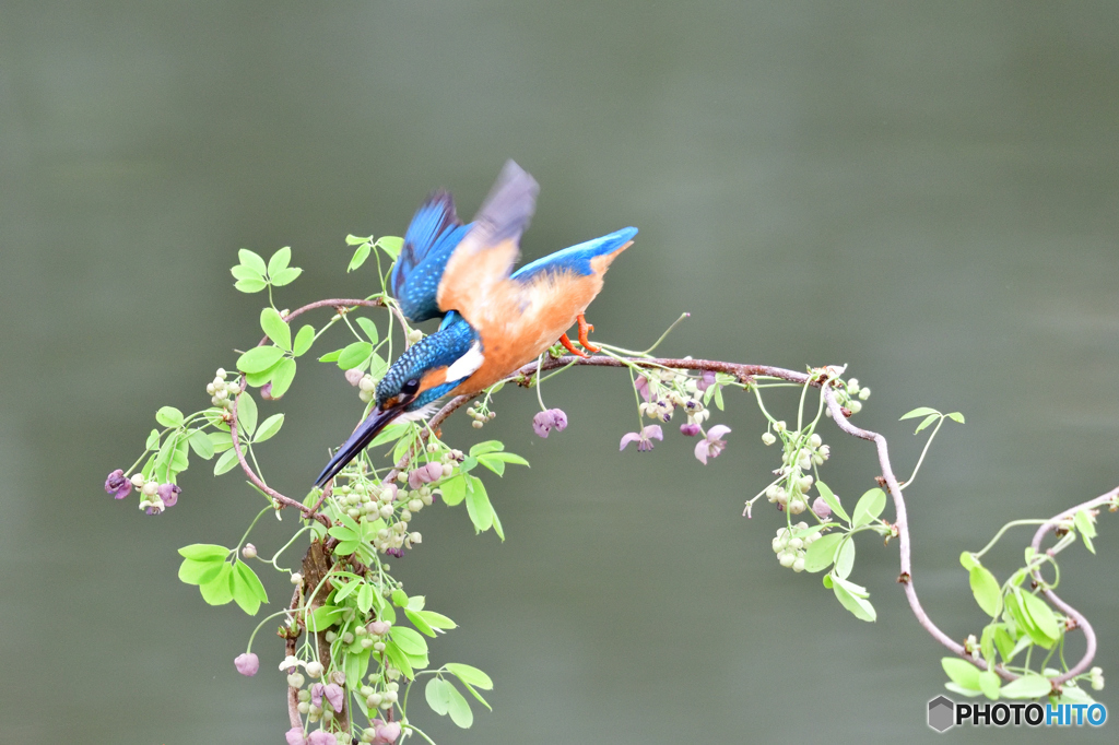 アケビの花とカワセミ