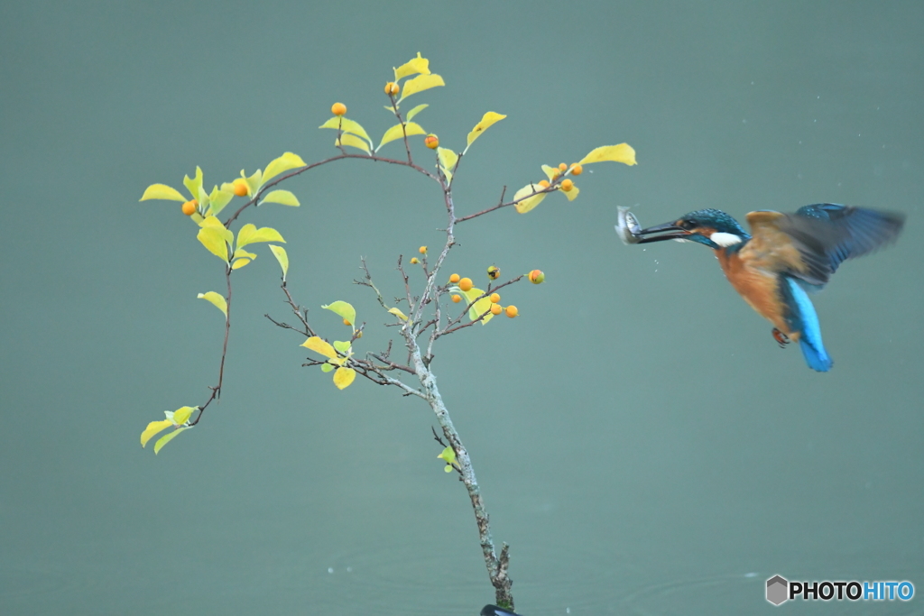 ツルウメモドキとカワセミ