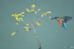 ツルウメモドキとカワセミ