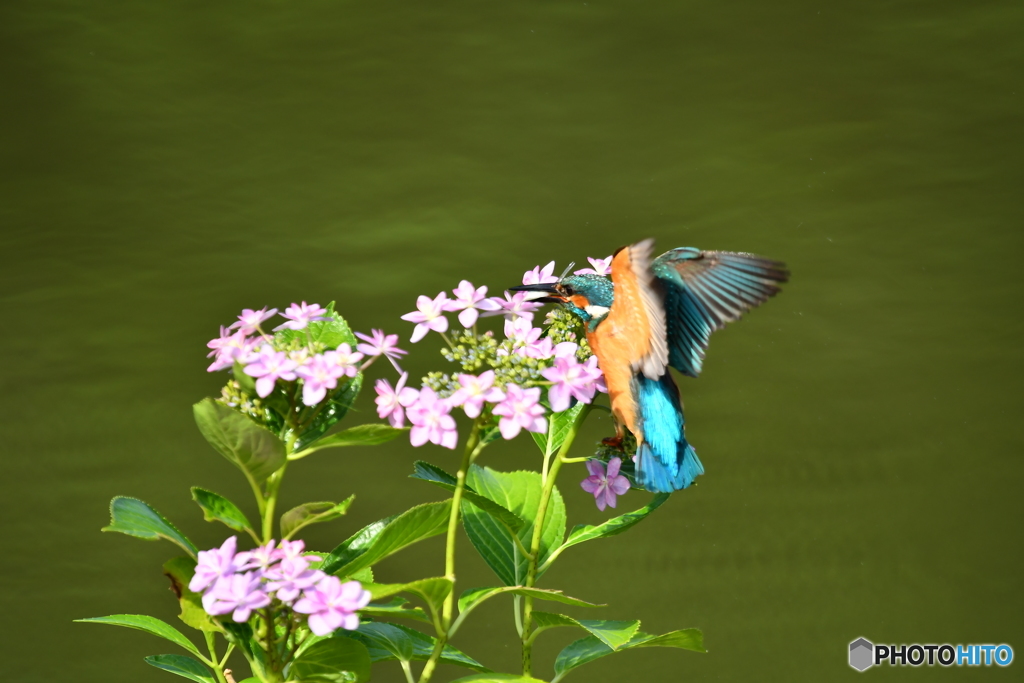 アジサイとカワセミ