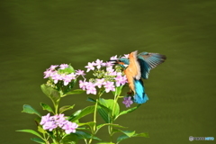 アジサイとカワセミ