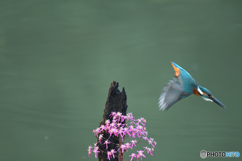 大文字草とカワセミ